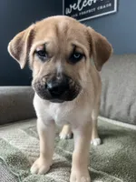 Thor, a male Siberian Husky and Cane Corso for sale in Windsor, CT – Photo 1 of 7