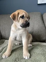 Thor, a male Siberian Husky and Cane Corso for sale in Windsor, CT – Photo 3 of 7