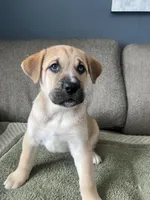 Thor, a male Siberian Husky and Cane Corso for sale in Windsor, CT – Photo 4 of 7