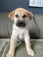 Thor, a male Siberian Husky and Cane Corso for sale in Windsor, CT – Photo 5 of 7