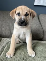 Thor, a male Siberian Husky and Cane Corso for sale in Windsor, CT – Photo 7 of 7