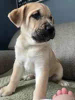 Thor, a male Siberian Husky and Cane Corso for sale in Windsor, CT – Photo 2 of 7