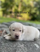 Mo's Puppies, a male Labrador Retriever for sale in Little Rock, AR – 3 of 3