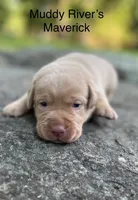 Mo's Puppies, a male Labrador Retriever for sale in Little Rock, AR – 2 of 3