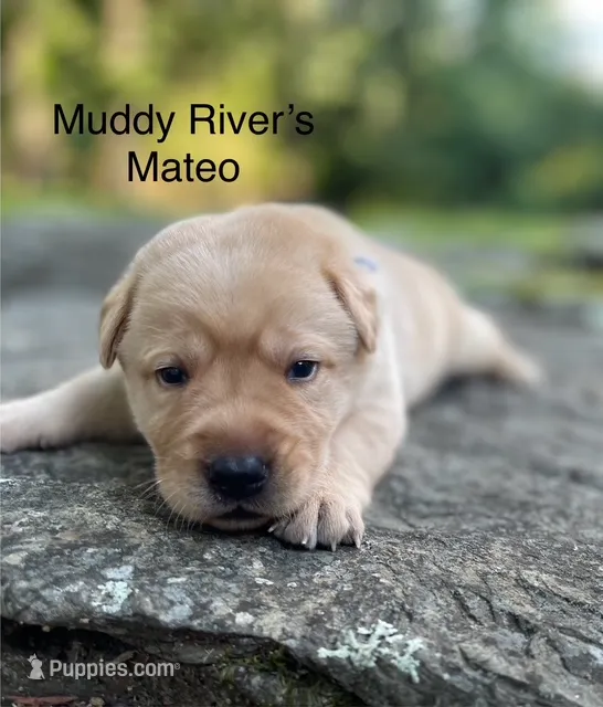 Mo's Puppies – Labrador Retriever puppy for sale in Little Rock, AR