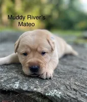 Mo's Puppies, a male Labrador Retriever for sale in Little Rock, AR – 1 of 3