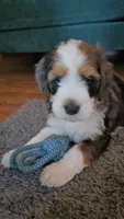 Purple Collar , a female Bernedoodle for sale in Sanger, CA – 5 of 10