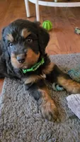 Green Collar , a male Bernedoodle for sale in Sanger, CA – 3 of 10