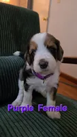 Purple Collar , a female Bernedoodle for sale in Sanger, CA – 8 of 10