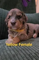 Yellow Collar, a female Bernedoodle for sale in Sanger, CA – 8 of 10
