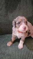Orange collar , a female Bernedoodle for sale in Sanger, CA – 7 of 9