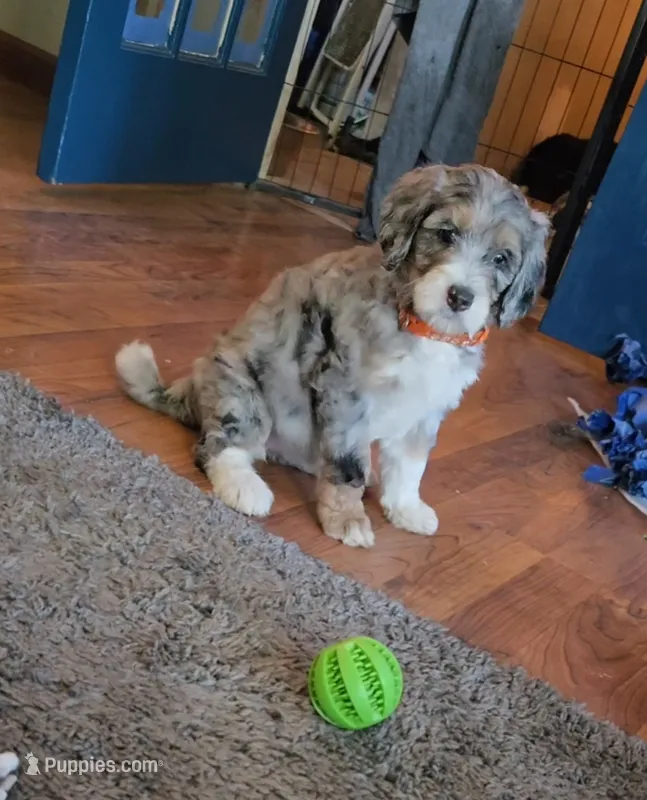 Orange collar  – Bernedoodle puppy for sale in Sanger, CA