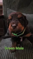 Green Collar , a male Bernedoodle for sale in Sanger, CA – 9 of 10