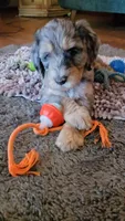 Yellow Collar, a female Bernedoodle for sale in Sanger, CA – 2 of 10
