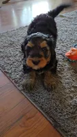 Tan Collar, a female Bernedoodle for sale in Sanger, CA – 4 of 10