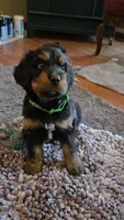 Green Collar , a male Bernedoodle for sale in Sanger, CA – 7 of 10