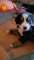 Red, a female Bernese Mountain Dog for sale in Sanger, CA – 5 of 5