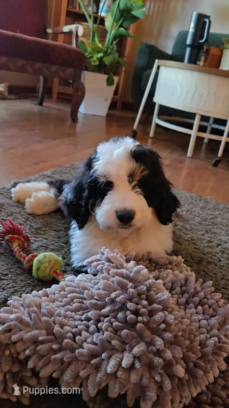 BLUE collar AKA Panda – Bernedoodle puppy for sale in Sanger, CA