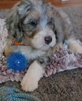 Orange collar , a female Bernedoodle for sale in Sanger, CA – 3 of 9