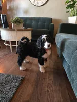 Red, a female Bernedoodle for sale in Sanger, CA – 7 of 8