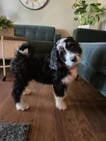 Red, a female Bernedoodle for sale in Sanger, CA – 5 of 8