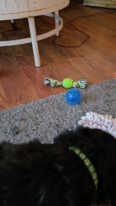 Green Collar , a male Bernedoodle for sale in Sanger, CA – 10 of 10