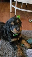 Green Collar , a male Bernedoodle for sale in Sanger, CA – 4 of 10