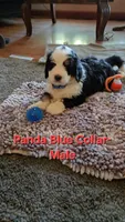 BLUE collar AKA Panda, a male Bernedoodle for sale in Sanger, CA – 7 of 9