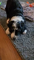 Pink Collar , a female Bernedoodle for sale in Sanger, CA – 2 of 10