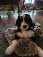 Red, a female Bernedoodle for sale in Sanger, CA – 3 of 8