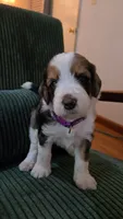 Purple Collar , a female Bernedoodle for sale in Sanger, CA – 10 of 10