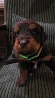 Green Collar , a male Bernedoodle for sale in Sanger, CA – 6 of 10