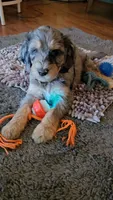 Yellow Collar, a female Bernedoodle for sale in Sanger, CA – 5 of 10