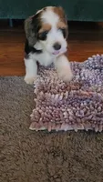 Purple Collar , a female Bernedoodle for sale in Sanger, CA – 3 of 10