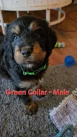 Green Collar , a male Bernedoodle for sale in Sanger, CA – 2 of 10