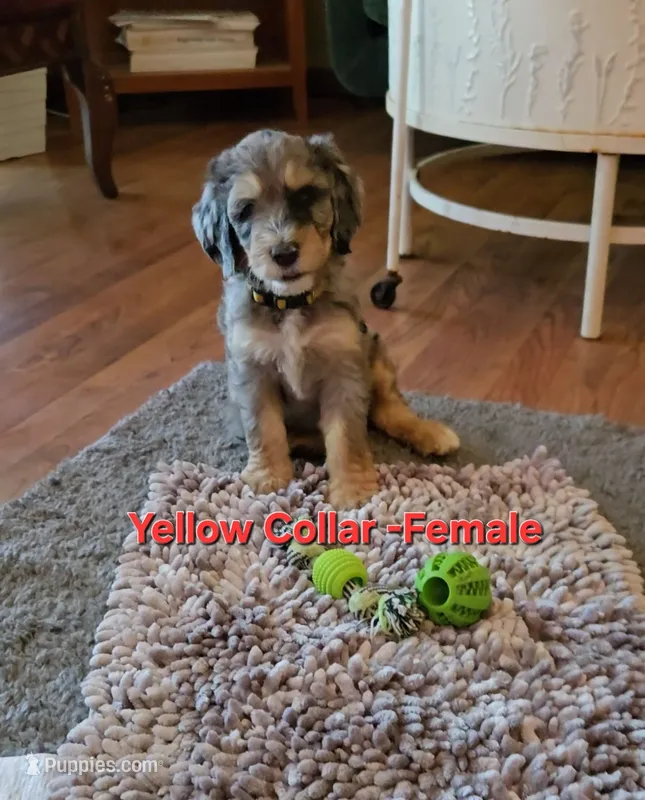 Yellow Collar – Bernedoodle puppy for sale in Sanger, CA