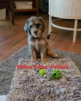 Yellow Collar, a female Bernedoodle for sale in Sanger, CA – 1 of 10