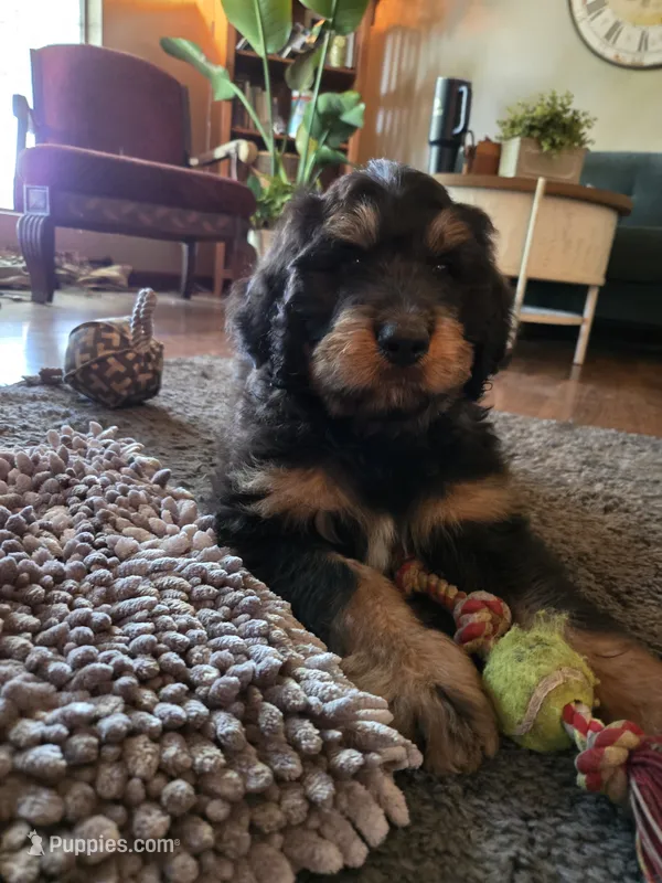Green Collar  – Bernedoodle puppy for sale in Sanger, CA