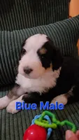 BLUE collar AKA Panda, a male Bernedoodle for sale in Sanger, CA – 4 of 9