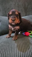 Tan Collar, a female Bernedoodle for sale in Sanger, CA – 9 of 10