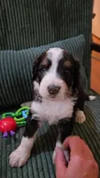 Pink Collar , a female Bernedoodle for sale in Sanger, CA – 7 of 10