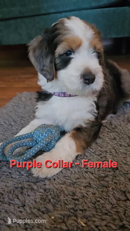 Purple Collar  – Bernedoodle puppy for sale in Sanger, CA