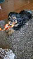 Tan Collar, a female Bernedoodle for sale in Sanger, CA – 8 of 10