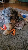 Yellow Collar, a female Bernedoodle for sale in Sanger, CA – 3 of 10