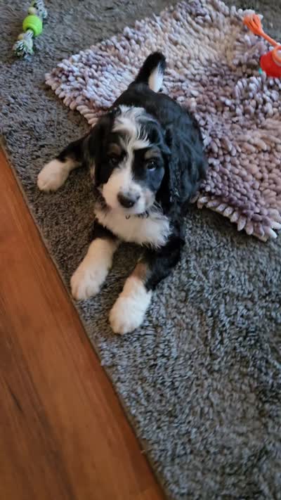 Pink Collar , a female Bernedoodle for sale in Sanger, CA – 10 of 10