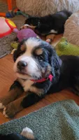 Red, a female Bernese Mountain Dog for sale in Sanger, CA – 2 of 5