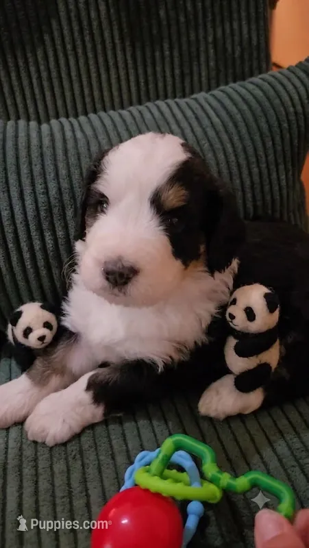 BLUE collar AKA Panda – Bernedoodle puppy for sale in Sanger, CA