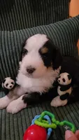 BLUE collar AKA Panda, a male Bernedoodle for sale in Sanger, CA – 1 of 9