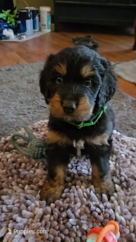 Green Collar  – Bernedoodle puppy for sale in Sanger, CA