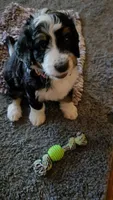 Pink Collar , a female Bernedoodle for sale in Sanger, CA – 8 of 10